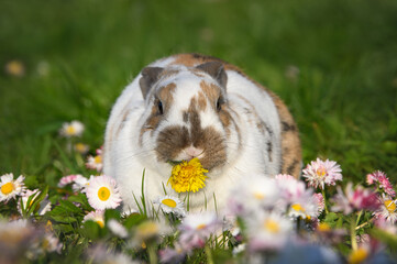 cute spotted bunny eating a dandelion outdoors on grass
