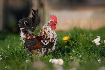 dwarf rooster walking outdoors on grass