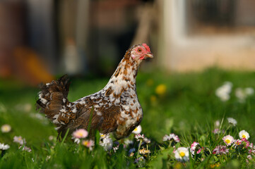 dwarf chicken walking on grass in summer