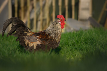 rooster walking on grass in summer