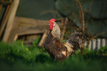 rooster walking on grass
