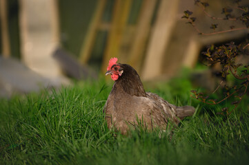 grey chicken lying on grass in the sun