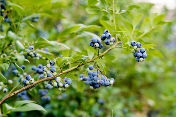 blueberries plant with fruits, organic plantation of blueberries