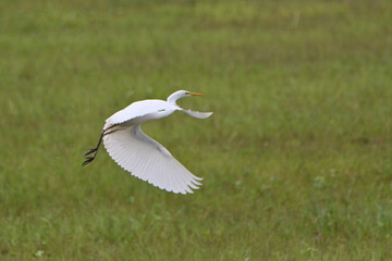 white heron takes flight