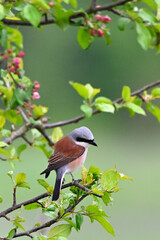 Shrike on a branch