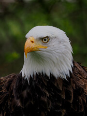 Bald Eagle Portrait