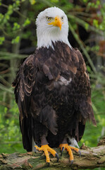 Bald Eagle Portrait