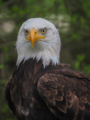 Bald Eagle Portrait