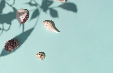 Different kinds of seashells on the blue background top view. Copy space