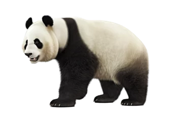 Foto op Canvas Panda bear isolated on clear background, endangered bears specie, the wild animal with black and white hair, with Generative AI. © TANATPON