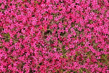 beautiful pink magenta flower background