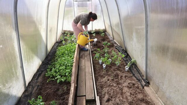 Gardener in greenhouse planting seedlings in ground during spring sowing season, timelapse video 4k.