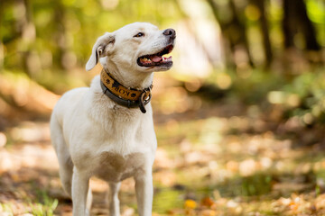White labrador type, mongrel, dog in forest.