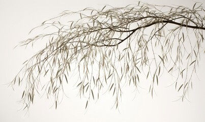 a branch of a tree with no leaves on a white background.  generative ai