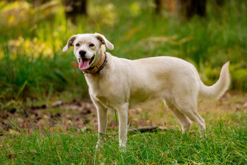 White labrador type, mongrel, dog in forest.