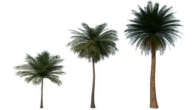 palm tree high quality trasnparent image