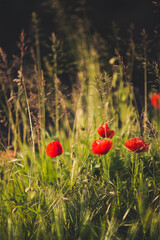Spring: wonderful poppy field at sunset. - 602735760