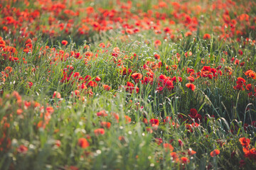 Spring: wonderful poppy field at sunset. - 602735951
