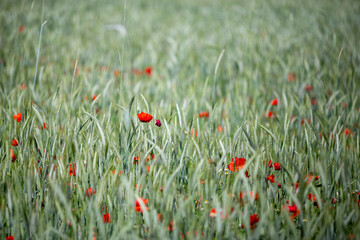 Spring: wonderful poppy field at sunset. - 602736121