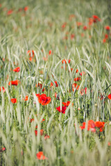 Spring: wonderful poppy field at sunset. - 602736134