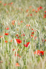 Spring: wonderful poppy field at sunset. - 602736190