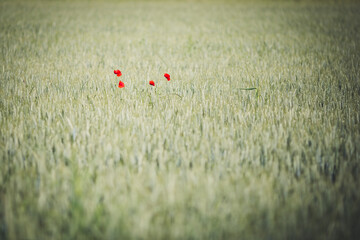 Spring: wonderful poppy field at sunset. - 602736511