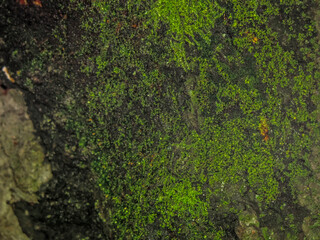 Green moss blooming on a natural stone surface