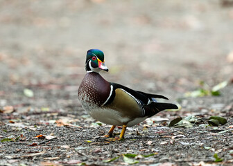 Wood duck