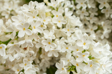 white lilac flowers soft focus close