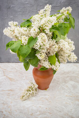 All white lilac flowers in  a ceramic pot, on white marble and gray cement