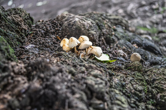 Psathyrella is a large genus containing about 400 species of fungi in the family Psathyrellaceae;