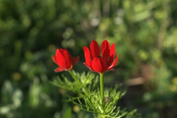 poppy in the garden
