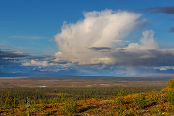 Autumn in polar tundra