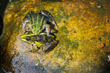 żaba, rechotka, płazy, ampleksus,  © RobertM