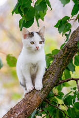 Small cute white kitten on a tree among green leaves in summer