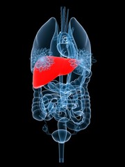 3d rendered x-ray illustration of female organs with highlighted liver