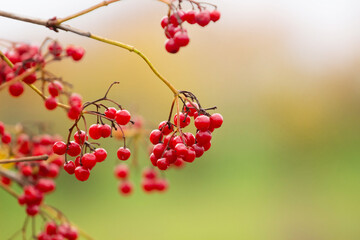 Viburnum branch with red berries on a blurred background in autumn