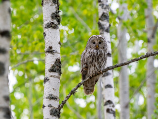 Ural Owl in birch forest