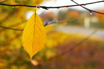 Lone yellow leaf on a tree against a blurred background in autumn