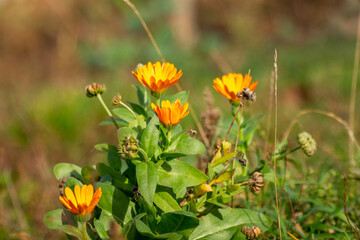 Close-up of orange marigolds in the garden against a blurred background.