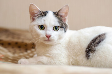 A white spotted cat in bed on a blanket. A cat with a cute look