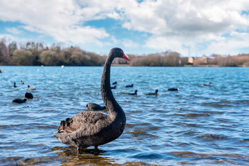 Black Swan on the lake in the beautiful day