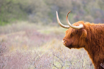 Scottish highland cattle, cow in the countryside, bull with horns on a pasture, ginger shaggy coat
