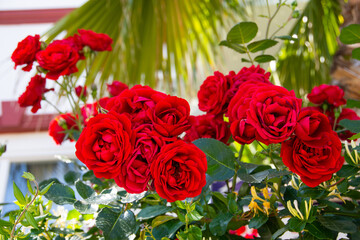Bushes of red roses in the front garden of a residential building.