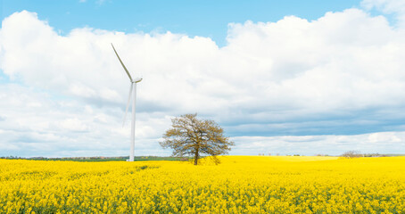 An electricity-generating windmill on the yellow rapeseed field against a cloudy blue sky in Yorkshire