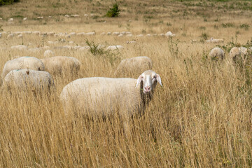 Obraz premium sheep 