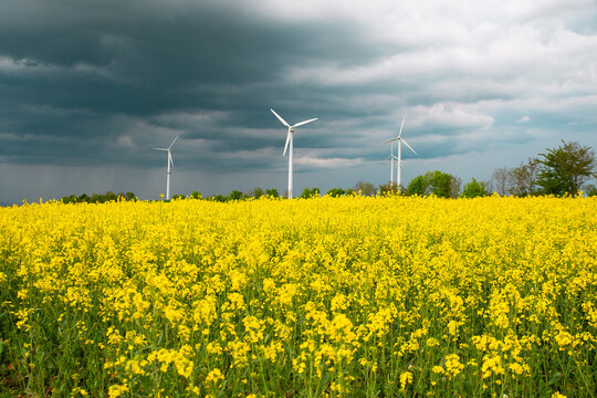 Yellow blooming raps field with windmills, agriculture and renewable sustainable energy, countryside, cultivated farmland

