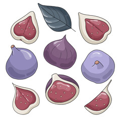 Fresh set with pieces of figs. Vector illustration