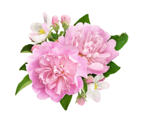Pink peony and apple flowers and leaves in a floral arrangement isolated on white or transparent background