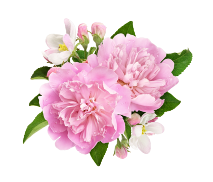 Pink peony and apple flowers and leaves in a floral arrangement isolated on white or transparent background - Powered by Adobe